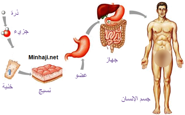 مستويات التنظيم في الكائنات الحية